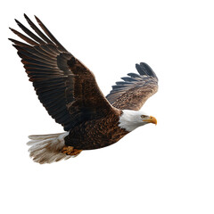 Fototapeta premium A bald eagle soars through the sky with its wings spread wide on transparent background