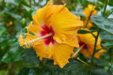 Yellow Hibiscus with red center
