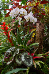 Tropical orchid and foliage display