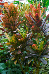 Obraz premium Croton foliage in tropical garden