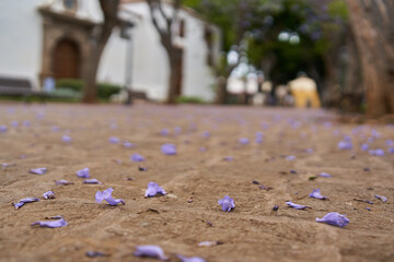 Jacaranda petals on park path