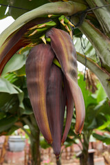 Banana flower and young fruit