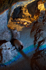 Mummy in a cave in Tenerife