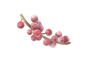 Red Holly berries on a tree Branch. Watercolor illustration of a winter christmas Plant. Hand drawn vintage sketch on white isolated background. Water color painting art image