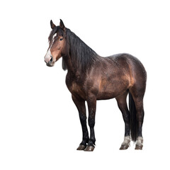 Obraz premium A majestic brown horse stands proudly on a transparent background on transparent background