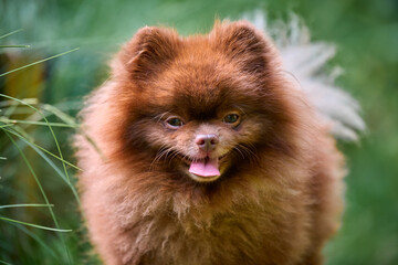Fluffy pomeranian spitz in lush greenery