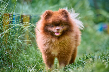 Fluffy pomeranian spitz in lush greenery