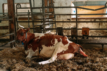 Guernsey cow resting on straw after giving birth in barn