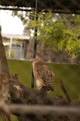 Colorful Birds in Natural Habitat - 21 May 2024