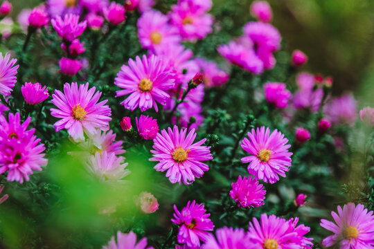 Aster Flowers in Bloom.Small purple daisies with green foliage. Autumn flowers in pink and purple tones