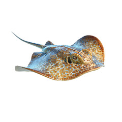 A colorful stingray with blue and brown spots swims elegantly on white on transparent background