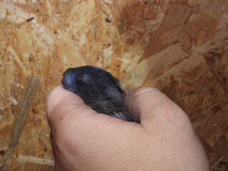 A breeder holds a baby rabbit that is only a few hours old. For the first 10 days, they are blind and completely dependent on their mother. Small cute nad ready to discover the world.
