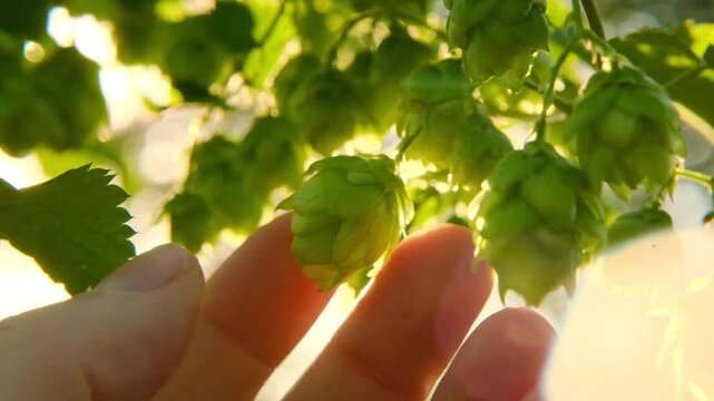 Cones and leaves of hops in the sun glare in a hand close-up.Beer ingredient. Vegetable raw materials for beer production. 