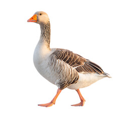 A goose walks gracefully on a plain transparent background on transparent background