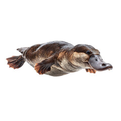A platypus swims gracefully with its webbed feet and distinctive bill on transparent background