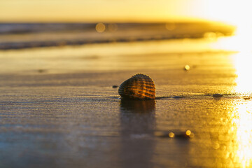Warm sunlight reflects off a lone shell on the tranquil shoreline.