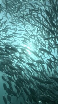 Ocean sunlight illuminating Binukbok jackfish 