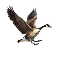 A canada goose flies with its wings spread wide, isolated on a transparent background on transparent background