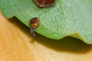 A tiny glass snail is looking under the edge of a leaf.
