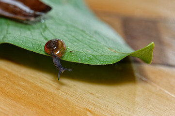 A small glass snail is climbing down from a leaf
