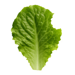 Green Lettuce Leaf with Subtle Missing Piece and High Detail