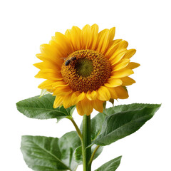 A sunflower with a bee collecting nectar isoleted on transparent background .