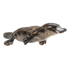 A platypus animal swimming in water isolated on a transparent background on transparent background