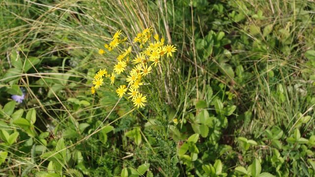 Vibrant yellow groundsel flowers growing among lush green grasses, showcasing natural meadow ecosystem during bright summer season