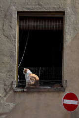 Orange-white tabby cat basking in the morning on a windowsill behind a thin wire railing, Corso il Rossellino St.north side. Pienza-Tuscany-Italy-114