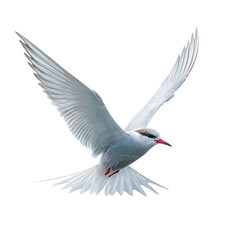 An arctic tern with wings spread wide, captured in midflight against a transparent background on transparent background