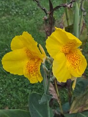 Yellow King Humbert kana lily flower with two petals