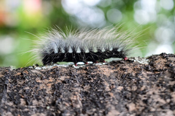 A furry worm is clinging to a tree in the garden