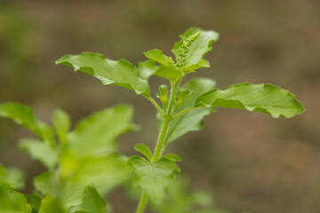 Green Holy Basil, Ocimum sanctum. Sweet Basil, Thai Basil on nature background. Ocimum basilicum Linn.