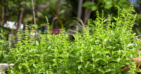 Green Holy Basil, Ocimum sanctum. Sweet Basil, Thai Basil on nature background. Ocimum basilicum Linn.