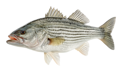 Fishing action striped bass catch in freshwater lake wildlife nature isolated on transparent background, png
