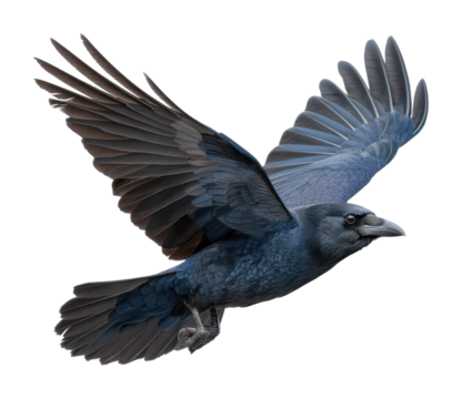 Majestic raven in flight nature scene wildlife isolated on transparent background, png
