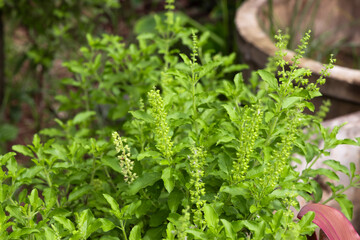 Green Holy Basil, Ocimum sanctum. Sweet Basil, Thai Basil on nature background. Ocimum basilicum Linn.