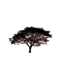 Fototapeta premium A tree silhouetted against a vibrant sunset isoleted on transparent background .