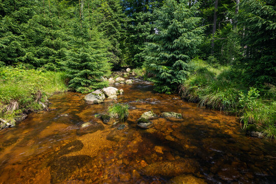Flowing river in Bavarian Forest National Park under evergreen trees