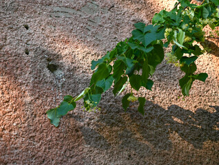 Linden tree  climbing a textured wall with sunlight casting playful shadows during late afternoon
