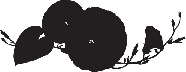 Morning Glory in silhouette white background.