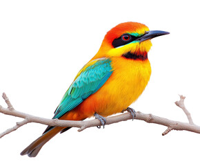 Fototapeta premium Colorful bird perched on branch natural habitat wildlife view isolated on transparent background, png