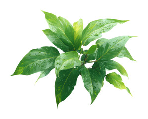 Obraz premium Lush green plant growth botanical fresh environment view isolated on transparent background, png