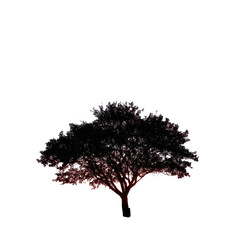 Fototapeta premium A tree silhouetted against a vibrant sunset isoleted on transparent background .
