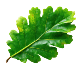 Oak leaf nature green leaf texture detailed view botanical concept isolated on transparent background, png