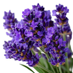 A close up view of a bunch of purple lavender flowers on black background isolated on transparent background