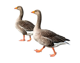 Obraz premium Two greylag geese are walking side by side on a transparent background, showcasing their distinctive plumage and orange beaks and legs