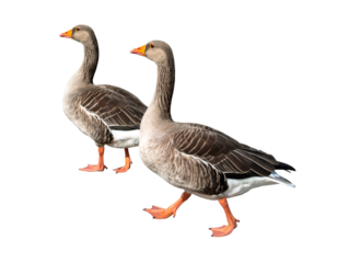 Two greylag geese are walking side by side on a transparent background, showcasing their distinctive plumage and orange beaks and legs