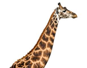Giraffe head and neck viewed up close, isolated on transparent background, offering clean design possibilities