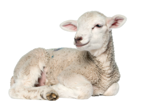 Cute white and beige baby sheep lying peacefully on a transparent background, embodying innocence and serenity in a fluffy, adorable pose